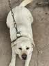 诚实一口N01双拼犬粮鸭肉梨 2kg*1袋+N01双拼犬粮山药牛2kg*1袋 实拍图