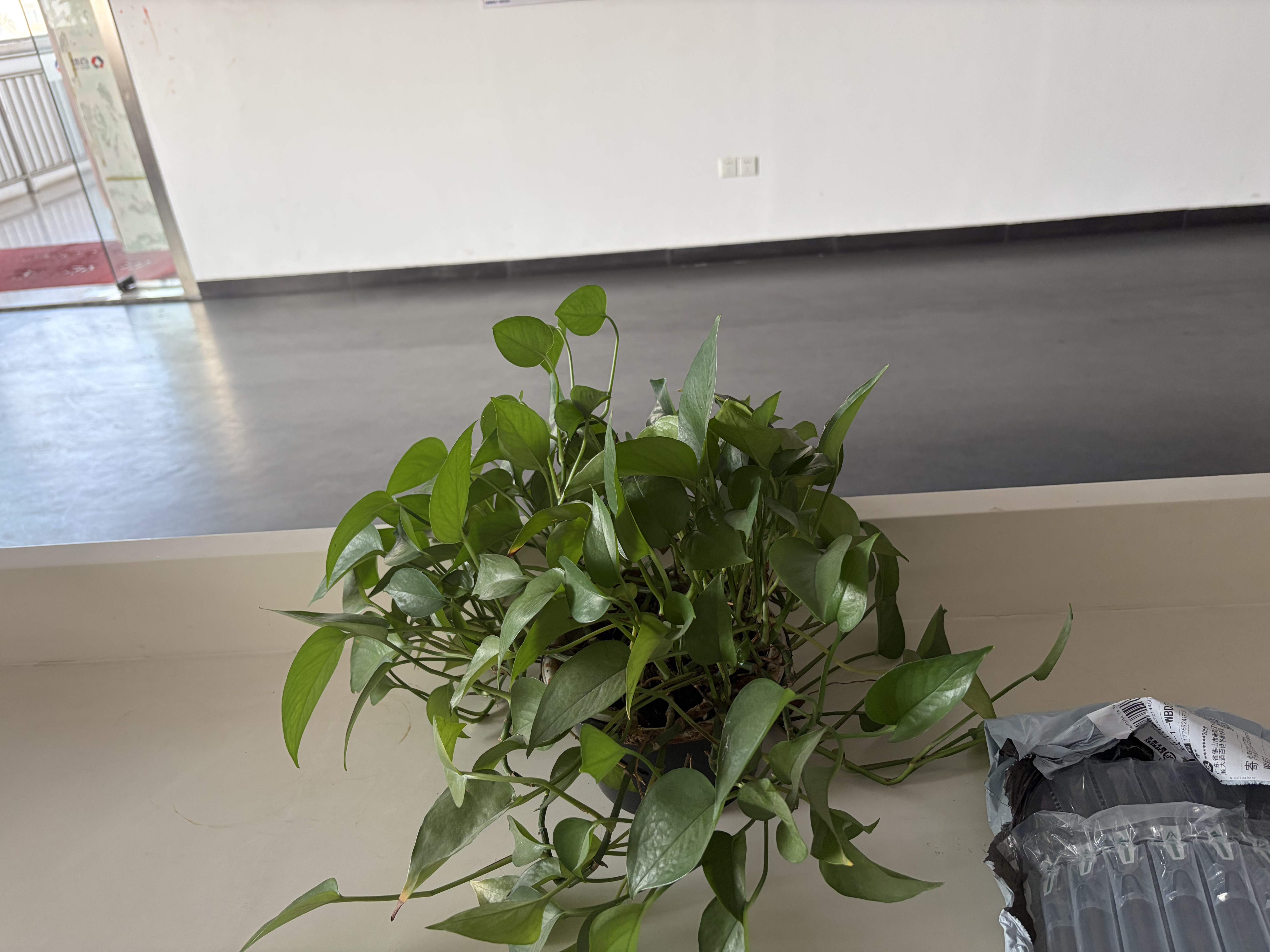 实木衣架落地衣帽架卧室家用挂衣架简易立式榉木挂衣杆室内挂包架 【加粗榉木】圆盘-胡桃色（防滑锥形8挂钩） 实拍图