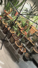爱丽思（IRIS）花架塑料阳台置物架客厅庭院收纳架多层落地式架子多肉专用花盆架 【三层白色】长90x宽54x高60cm 实拍图