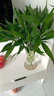 【富贵竹】广州发货水培植物好养懒人节节高供佛办公室内礼物七夕 富贵竹60cm10支 实拍图