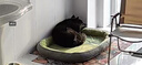 【京东快递】猫窝狗窝四季中大犬垫子隔凉狗狗宠物窝垫可拆洗沙发 草绿色 XXL- 90*70cm 适合70斤内宠物 实拍图