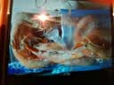 活冻海捕大明虾500g/盒 鲜活速冻大虾海虾对虾白虾 海鲜生鲜 虾类 海捕大明虾 500g(净重)  *4盒 实拍图