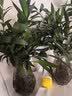 花行榜驱蚊竹柏水培驱蚊植物盆栽办公室桌面花卉水养办公室绿植源头直发 实拍图
