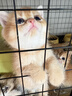 麦德氏猫咪专用羊奶粉200g 幼猫奶粉成猫羊奶粉新生猫咪宠物羊奶粉 猫咪专用羊奶粉*3 实拍图