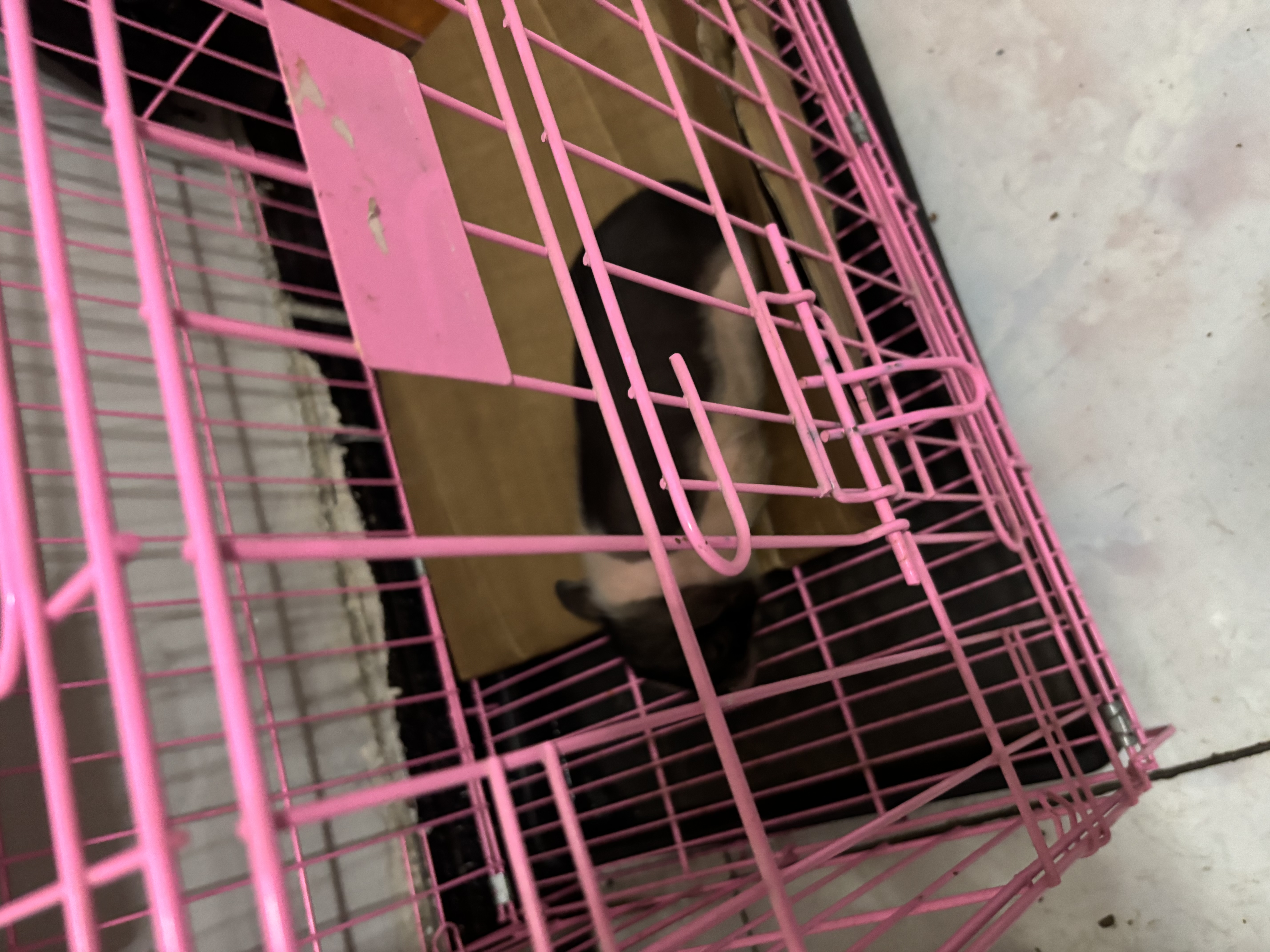 暮秋小主【猪猪侠同款】宠物小香猪活体幼崽家养纯种迷你猪活物可爱萌宠 泰国小香猪幼崽（公） 实拍图