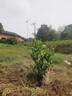 绿先枫橙子树苗  嫁接苗南方种植地栽当年结果  嫁接血橙树苗 塔罗科血橙 3年苗及以上年份包成活 实拍图