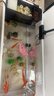 独宠你鱼缸小型客厅生态造景过滤制氧一体缸桌面金鱼缸水族箱大号白色 实拍图