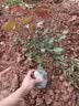 泰西丝灌木月季花树苗庭院阳台花卉绿植四季浓香盆栽蔷薇玫瑰花源头直发 实拍图