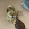益和 狗零食薯片 汪汪卷薄脆肉干 焦香低热量 岩烧磷虾肉脆85g 实拍图