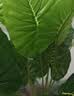 双盟18头仿真滴水观音盆栽人造绿植盆栽假花装饰假植物花卉客厅 实拍图