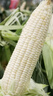 北蔬白甜糯玉米种子苗早熟超甜大棒型 白玉糯909玉米种子200g约700粒 实拍图