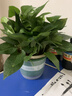 双盟绿萝盆栽除甲醛花卉绿植办公室新房净化空气180加仑1盆装源头直发 实拍图