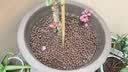 德沃多碳球陶粒10L(10-14mm)花盆垫底拌土保水透气无土栽培基质铺面石 实拍图