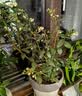 美乐棵植物营养液磷酸二氢钾花肥兰花月季水培花卉绿植发财树营养液肥料 浆果型500ml 实拍图