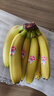 佳农 进口大把香蕉净重2.4斤 家庭装 生鲜水果 源头直发 包邮 实拍图