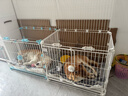 卫仕（NOURSE）五拼冻干狗粮鲜肉成幼犬通用粮泰迪金毛柯基比熊柴犬营养主食干粮 全鸡盛宴犬粮2kg 实拍图