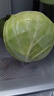 山东寿光新鲜青甘蓝卷心菜新鲜包菜青绿卷心菜手撕包菜爆炒 寿光甘蓝2斤（净重1.8斤） 实拍图