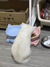 江小傲羊奶粉猫用奶粉幼猫专用猫粮成猫孕乳猫咪成猫产后奶糕小奶猫 羊奶粉2盒（5g*80支） 实拍图