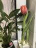 耘淘郁金香种球水培5度球花卉绿植种子土培植物水养盆栽室内室外耐寒1 【试种装】混色3球+2包肥料 实拍图