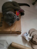 HELLOJOY猫抓柱剑麻猫抓板猫玩具耐抓耐磨不掉屑猫爬架立式自嗨解闷用品 实拍图
