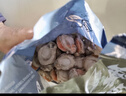 初鲜大号冷冻带黄扇贝肉净重2斤约80-120粒 烧烤火锅食材海鲜贝类送礼 实拍图