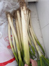 【农户直通车】大葱约500g 实拍图