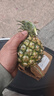 广东徐闻香水菠萝新鲜水果生鲜热带孕妇水果整箱包邮 1个装 单果1.3-1.5斤 实拍图