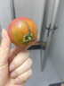 顺丰丹东草莓柿子5斤西红柿新鲜自然熟铁皮柿子碱地生吃水果番茄 5斤 优选装  顺丰 实拍图