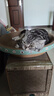 疯狂的主人 猫抓板窝超大号猫玩具猫爪板猫抓盆不掉屑猫窝碗形圆形瓦楞纸 实拍图