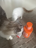 红狗【升级PRO】猫赖氨酸营养膏120g 猫营养膏胺猫膏氨基酸牛磺酸鼻支 实拍图