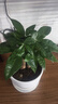 泰西丝三杆发财树盆栽易活客厅桌面绿植摆件+花好月圆陶瓷盆 源头直发 实拍图