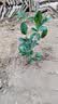 桂花树苗盆栽室内四季桂花卉植物金桂丹桂庭院大树浓香型绿植开花 精品四季桂花70-90cm【原土球发货】 实拍图