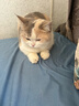 江小傲羊奶粉猫用奶粉幼猫专用猫粮成猫孕乳猫咪成猫产后奶糕小奶猫 羊奶粉2盒（5g*80支） 实拍图