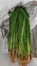 绿食者 新鲜茴香叶500g 茴香苗 饺子馅料茴香菜西餐香料蔬菜 实拍图