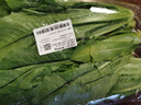 油麦菜约300g 实拍图