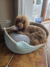 华元宠具（hoopet）狗窝四季通用狗狗床中大型犬超大可拆洗宠物睡垫子秋冬季保暖猫窝 实拍图