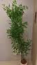 临雅南天竹仿真绿植室内大型盆栽高端轻奢假花树客厅仿生植物落地摆件 【优选】1.8米丨四杆+白圆柱盆 实拍图