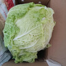 云南高原娃娃菜新鲜蔬菜生鲜乾隆白菜早餐火锅必备产地直发 浅黄色 新鲜娃娃菜3颗装*1包 实拍图