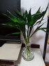 【富贵竹】广州发货水培植物好养懒人节节高供佛办公室内礼物七夕 富贵竹70cm10支 实拍图