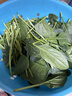 大菠菜300g 实拍图