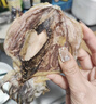北海印象北海淡干墨鱼干乌贼目鱼干海产干货煲汤食材 端午节送礼礼品团购 M3墨鱼干250g*1袋约5-7只 实拍图