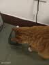 【京东物流】猫咪饮水机流动循环宠物喂水神器水碗水盆家用狗狗 全透明-1500ml+过滤棉3片 实拍图