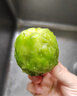 帆儿庄园[商南助农馆]陕西徐香绿心猕猴桃奇异果弥泥猴桃生鲜新鲜水果应季 （单果）50-70g  36枚彩箱 实拍图
