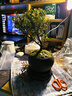 八芽 小叶赤楠盆景摆件室内绿植花卉盆栽老桩客厅办公室桌面好养植物 （【热销款】舍得紫砂盆赤楠+苔藓+底座） 实拍图