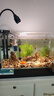 燕之雁 南美缸射灯 循环定时 三色变光 可调焦  鱼缸雨林缸照明水草灯9w 实拍图
