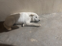 【爆品】冻干狗粮通用型成犬幼犬中小型泰迪比熊全阶段犬粮欧萨 10斤装【多拼版】果蔬森林营养 实拍图