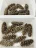 金凯撒迷你鱼油95%~97%高纯度深海软胶囊omega-3成人原装进口60粒*6盒 实拍图