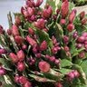 花翁新品蟹爪兰盆栽绿植花卉 粉色50-60颗+仿木桶盆源头直发 实拍图