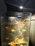 京东京造ART鱼缸多功能生态缸智能桌面鱼缸小型专业背滤一体缸礼物自循环 实拍图