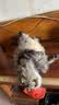 优瑞派猫粮幼猫成猫美短英短蓝猫布偶加菲猫专用流浪猫全价猫粮鱼肉味 经典猫粮鱼肉味20斤丨送猫粮1斤 实拍图
